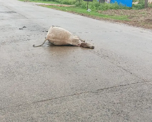 अनूपपुर में लापरवाही की इंतहा: जेल भवन के पास बीच सड़क पर पड़ा रहा गोवंश का शव