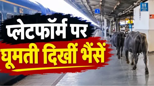 450 करोड़ के रानी कमलापति स्टेशन पर घूमती दिखीं भैंसें