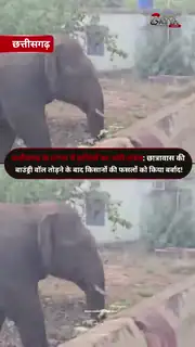 छत्तीसगढ़ में हाथियों का आतंक
