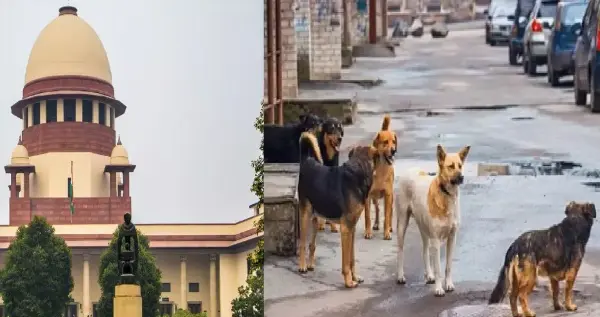 पब्लिक प्लेस से हटेंगे आवारा कुत्ते