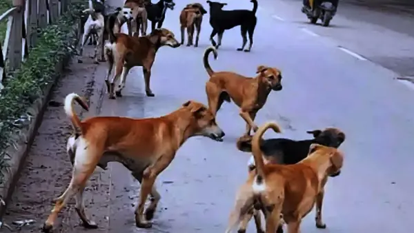 उज्जैन और धार में 3 वर्षीय बच्चियों पर हमला